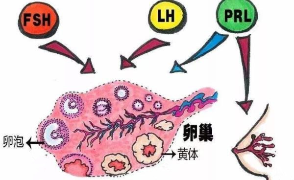 试管婴儿问答会。解释荷尔蒙6项检测的重要性