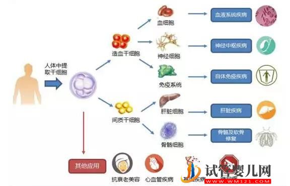 烟台56岁助孕龙凤胎-新的干细胞疗法延长了身患绝症的动物的生命